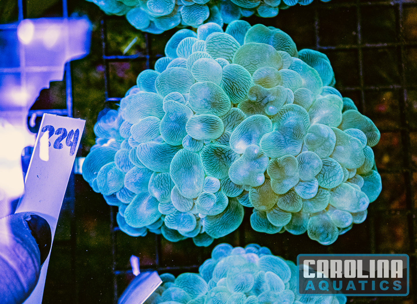 WYSIWYG 224 Bubble Coral