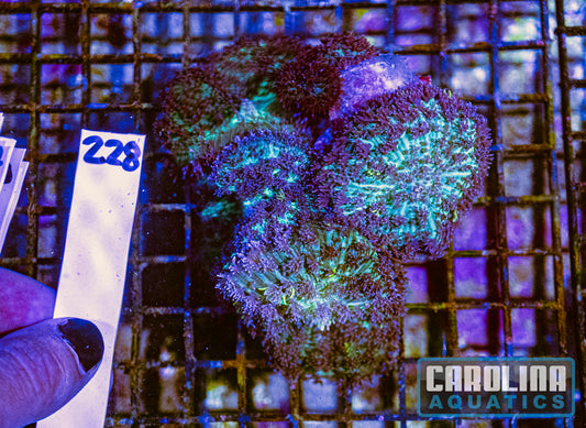 WYSIWYG 228 Mushroom