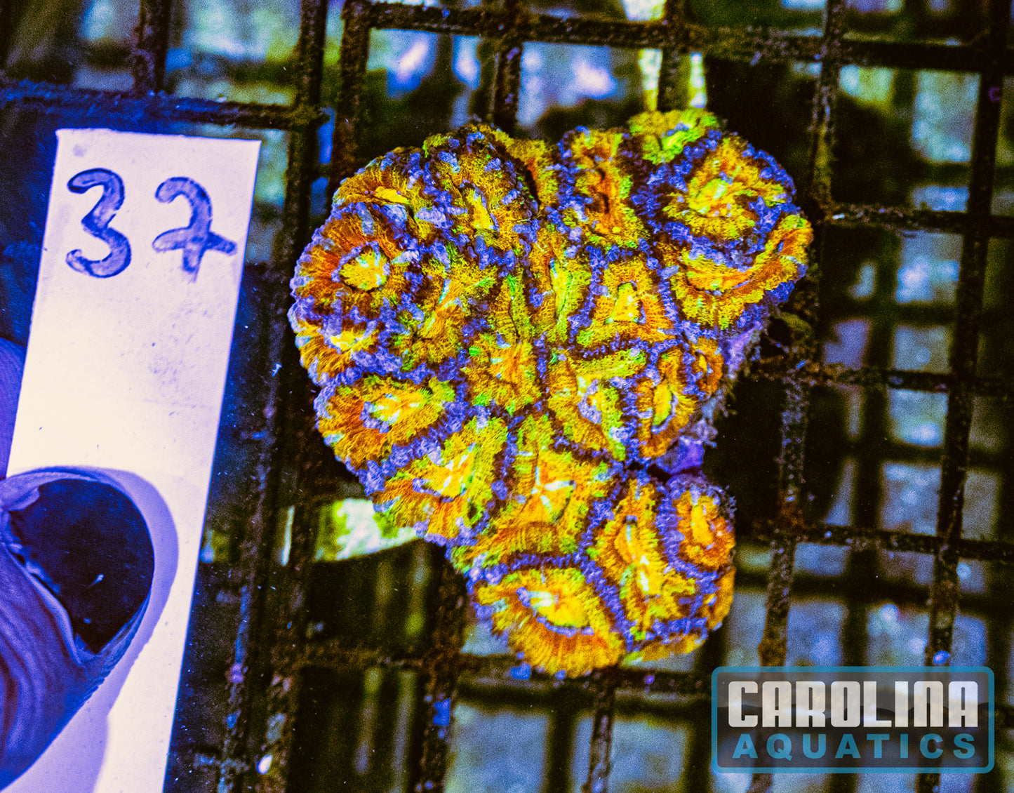 WYSIWYG 37 Acan