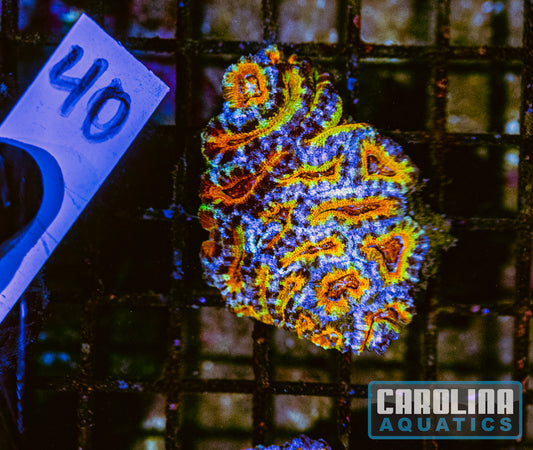 WYSIWYG 40 Acan