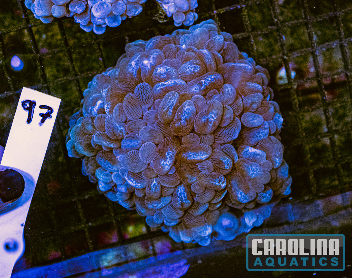 WYSIWYG 97 Bubble Coral