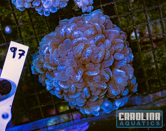 WYSIWYG 97 Bubble Coral