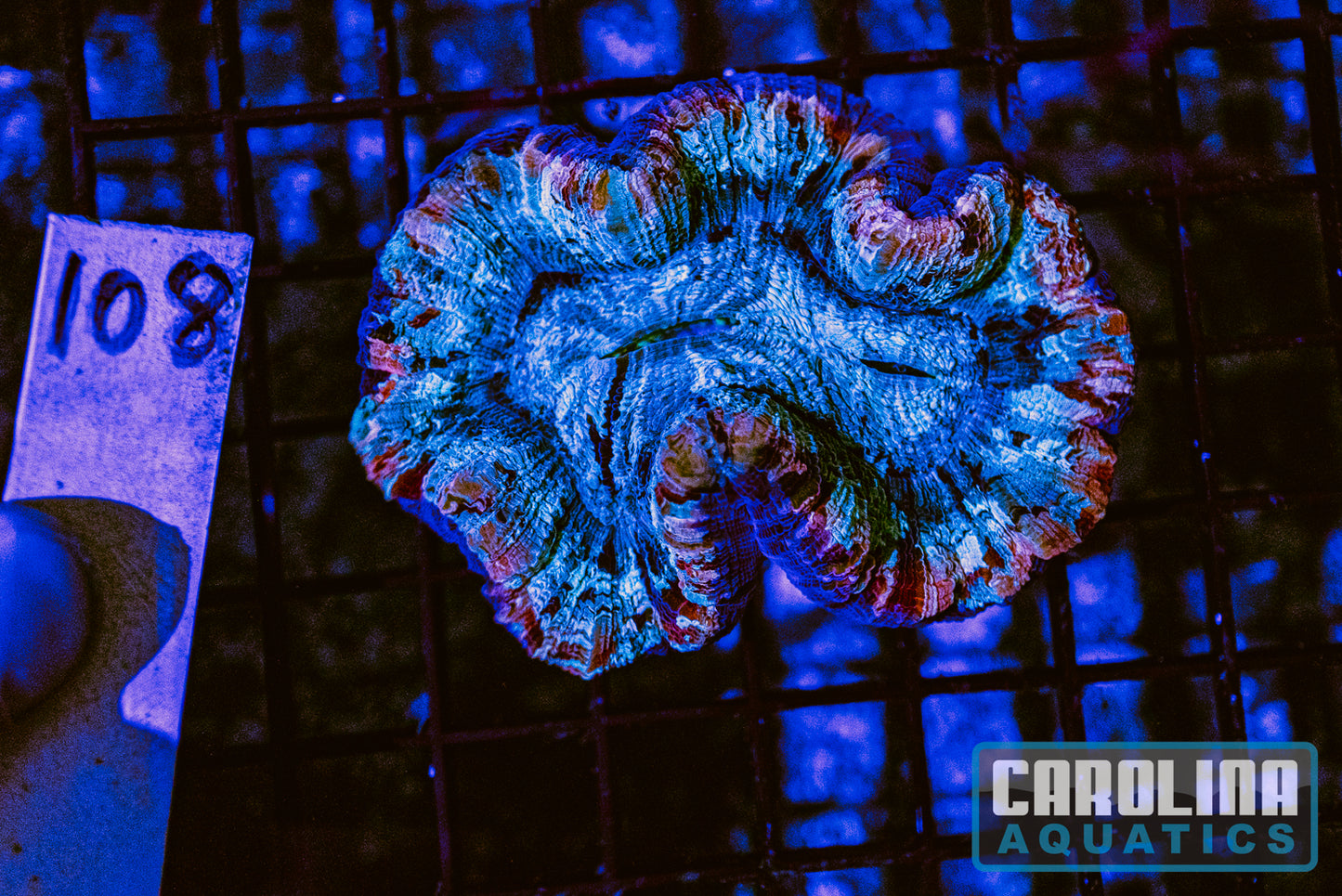 WYSIWYG 108 Wells Brain