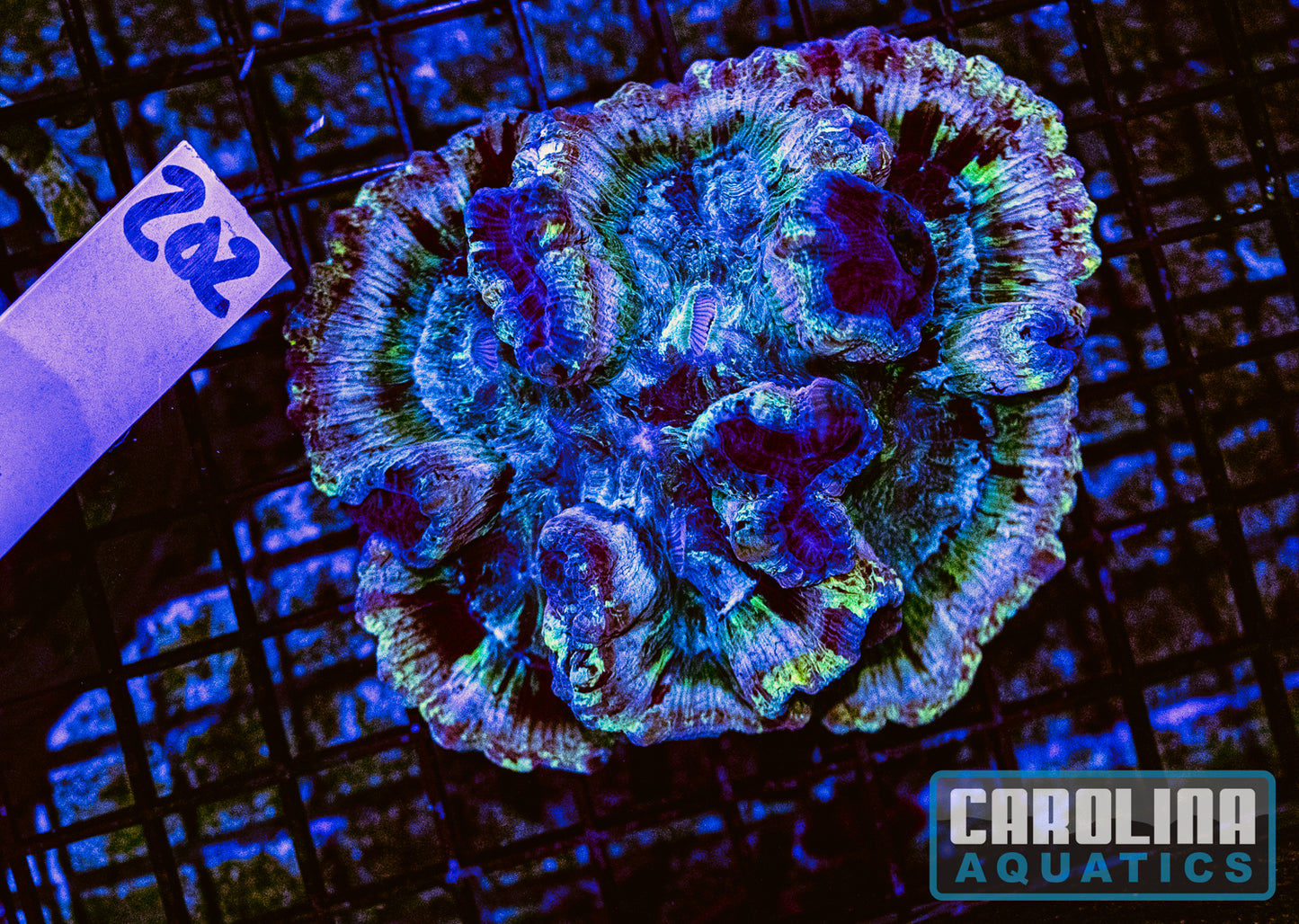 WYSIWYG 202 Wells Brain