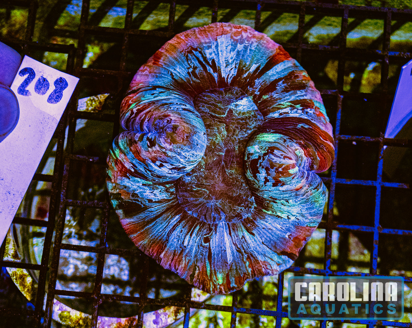 WYSIWYG 208 Wells Brain