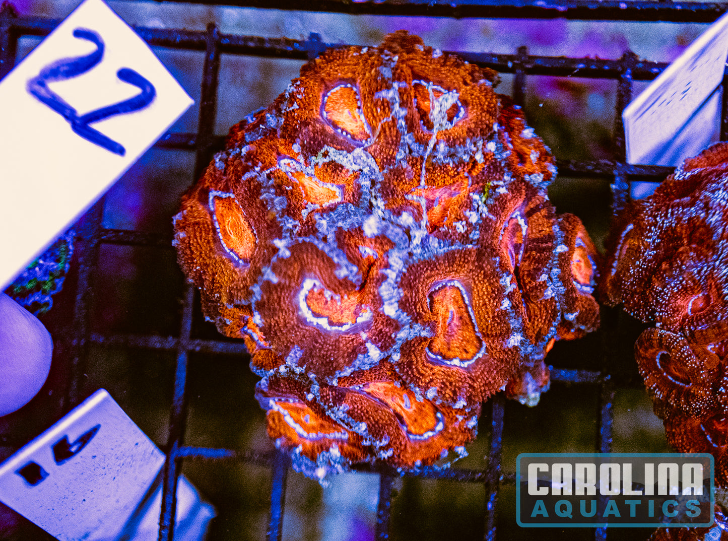 WYSIWYG 22 Acan