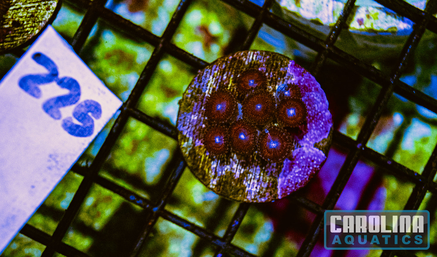 WYSIWYG 225 Zoa