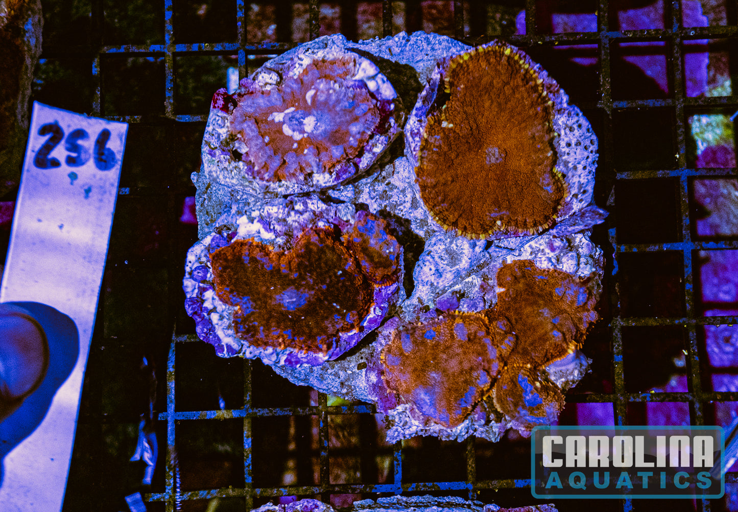 WYSIWYG 256 Mushroom