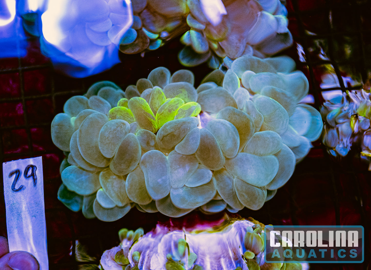 WYSIWYG 29 Bubble Coral