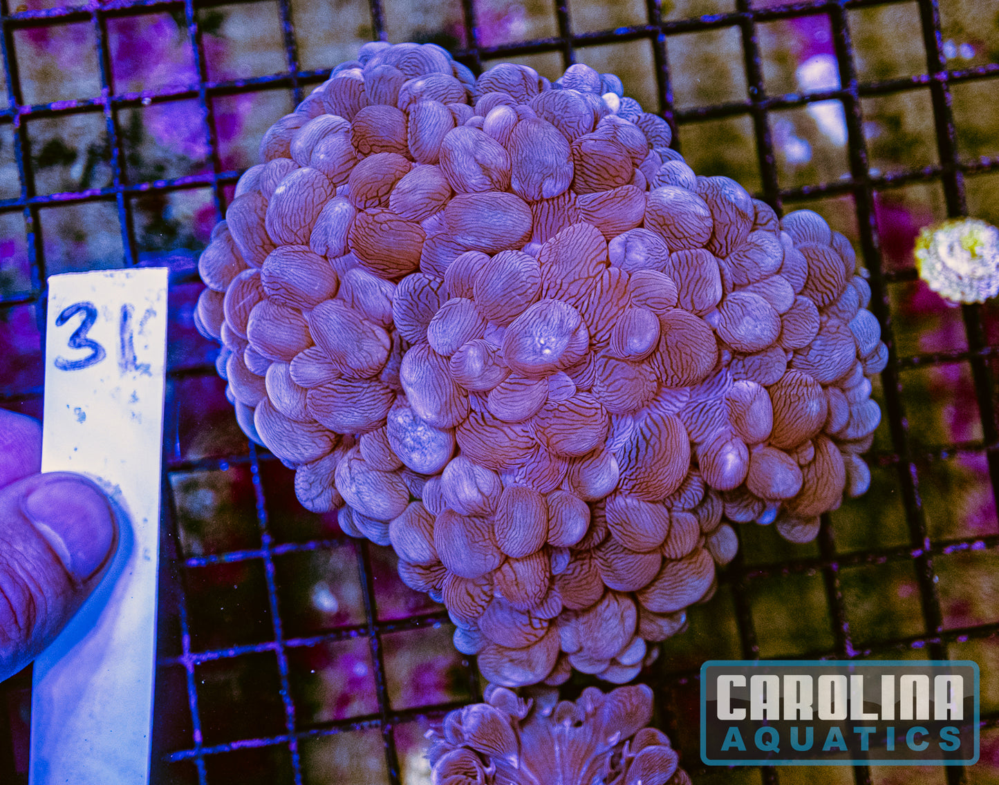 WYSIWYG 31 Bubble Coral