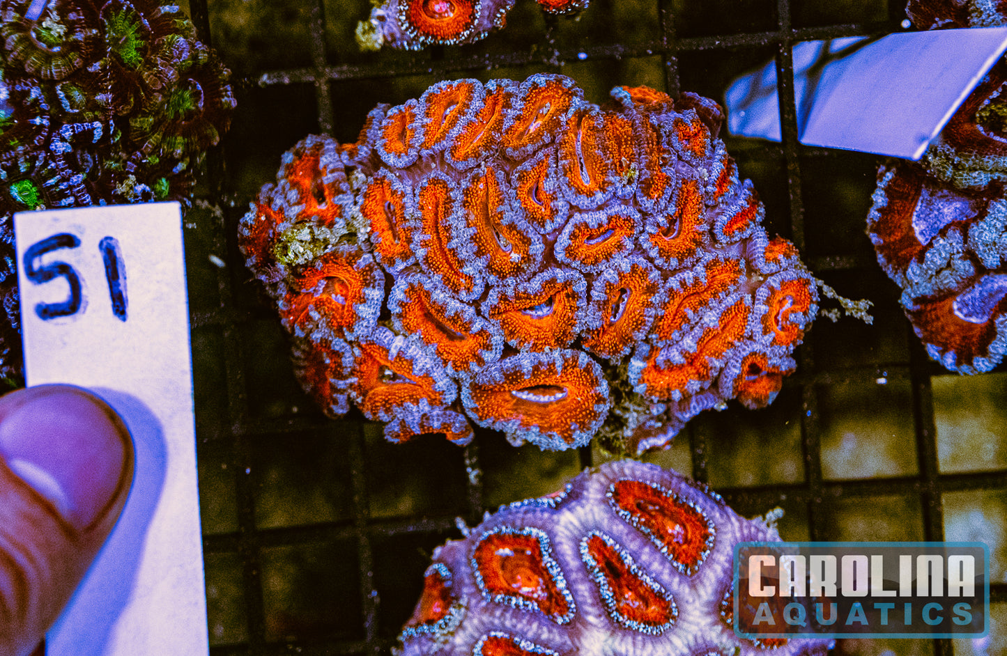 WYSIWYG 51 Acan