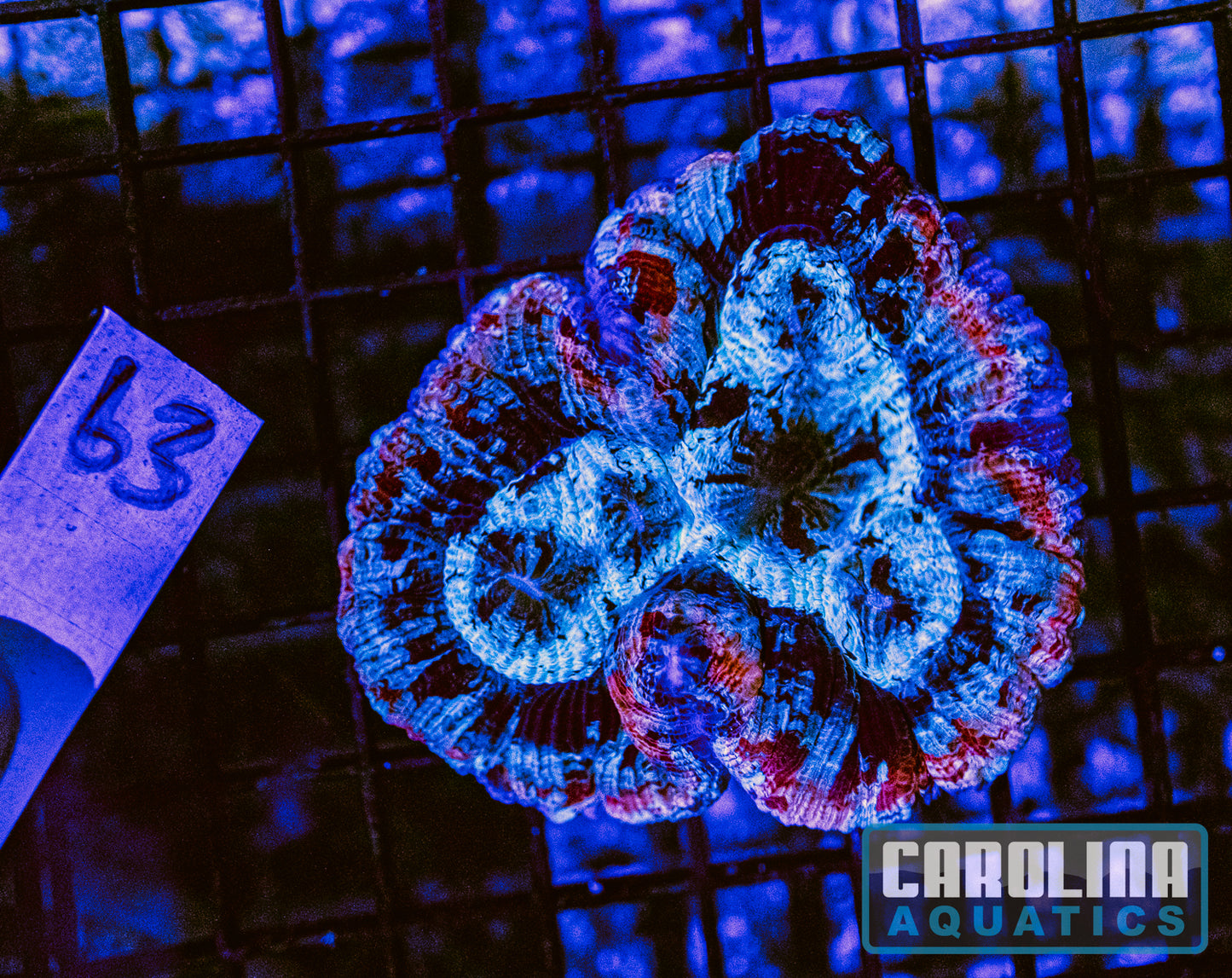 WYSIWYG 63 Wells Brain