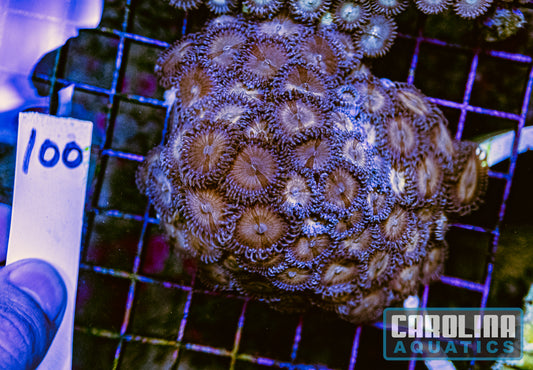 WYSIWYG 100 Zoa