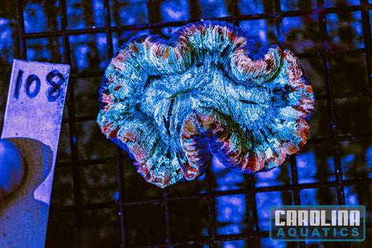 WYSIWYG 108 Wells Brain
