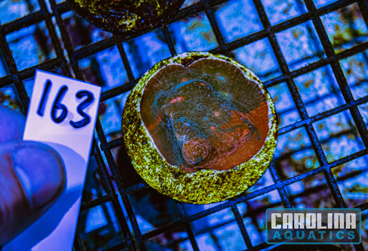 WYSIWYG 163 Chalice