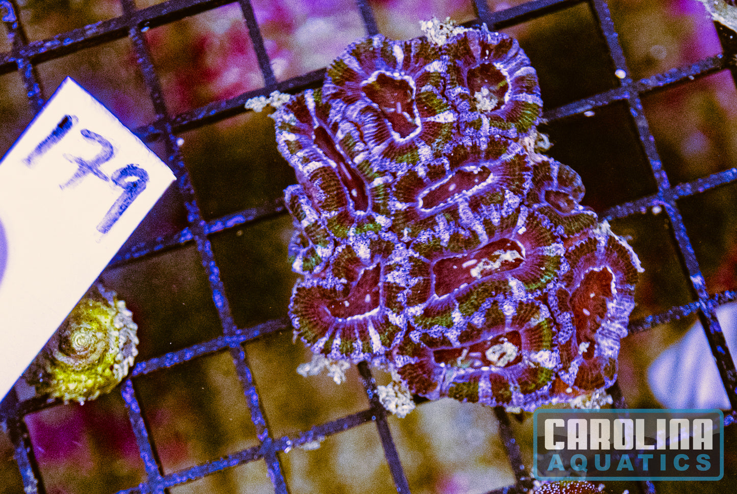 WYSIWYG 179 Acan