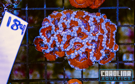 WYSIWYG 184 Acan