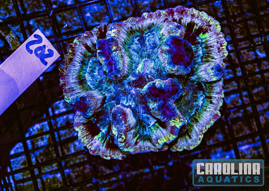 WYSIWYG 202 Wells Brain