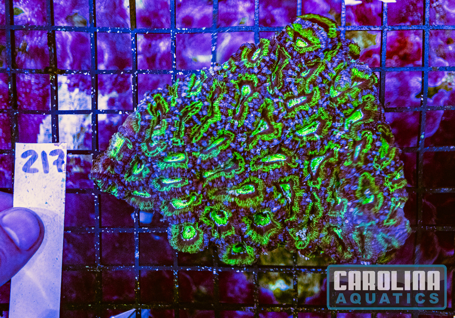 WYSIWYG 217 Acan