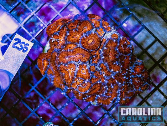 WYSIWYG 255 Acan