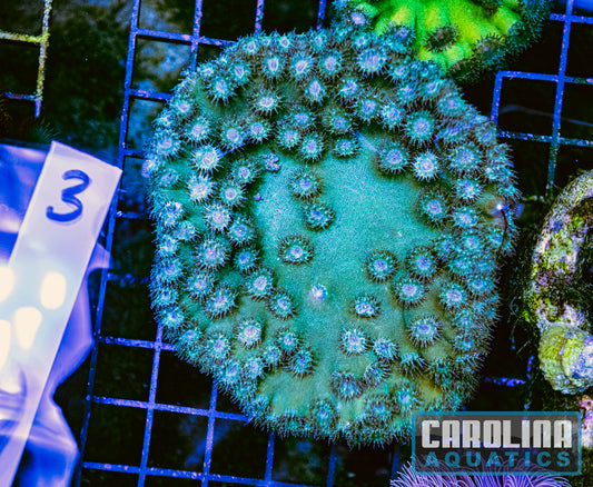 WYSIWYG 3 Cup Coral