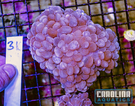 WYSIWYG 31 Bubble Coral