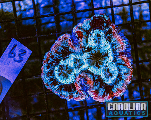 WYSIWYG 63 Wells Brain