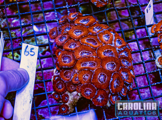 WYSIWYG 65 Acan
