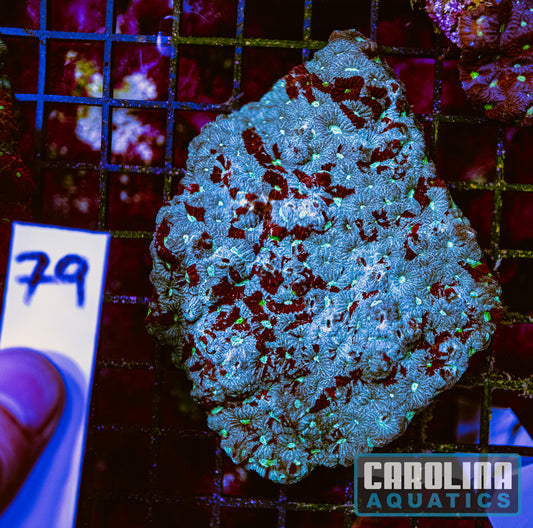 WYSIWYG 79 War Coral