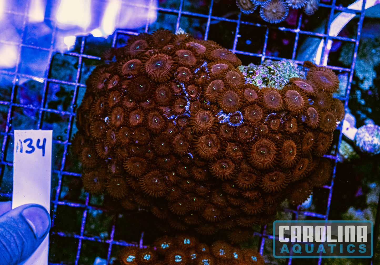 WYSIWYG 134 Button Polyp