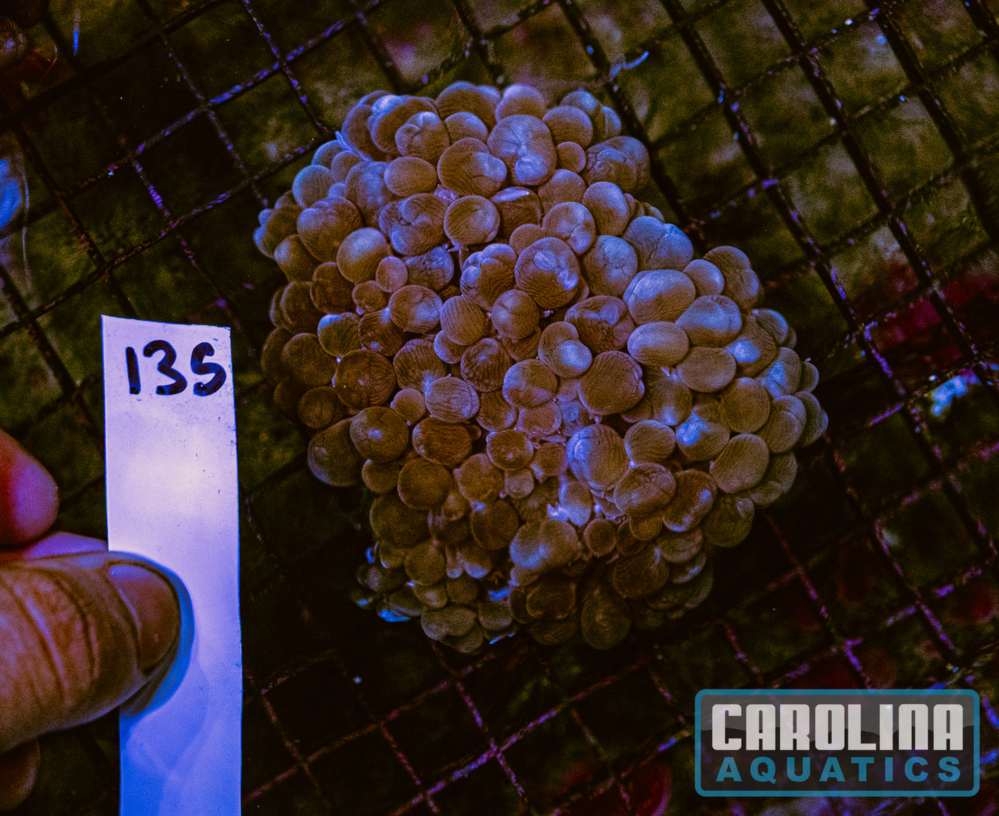 WYSIWYG 135 Bubble Coral