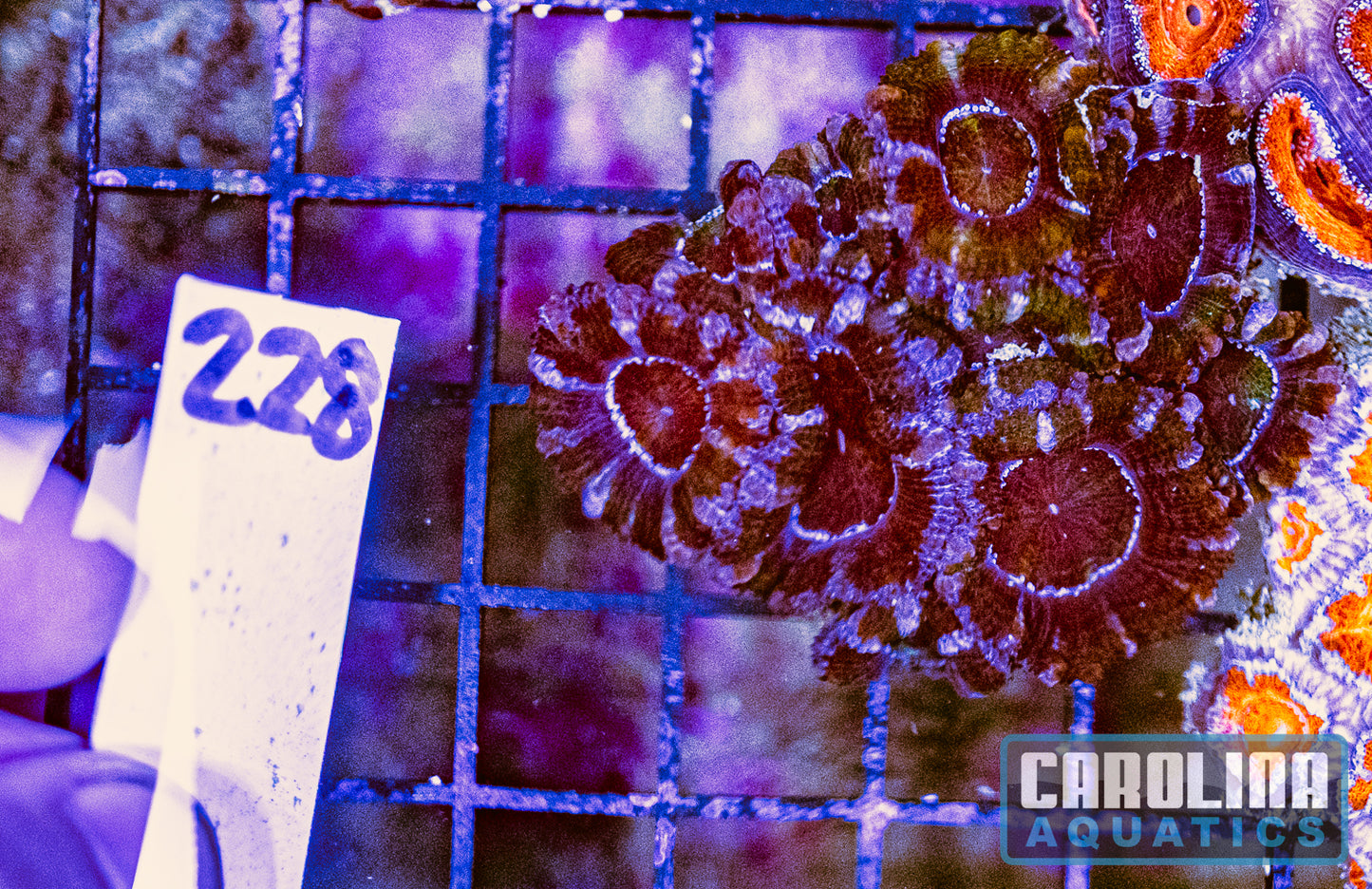WYSIWYG 228 Acan