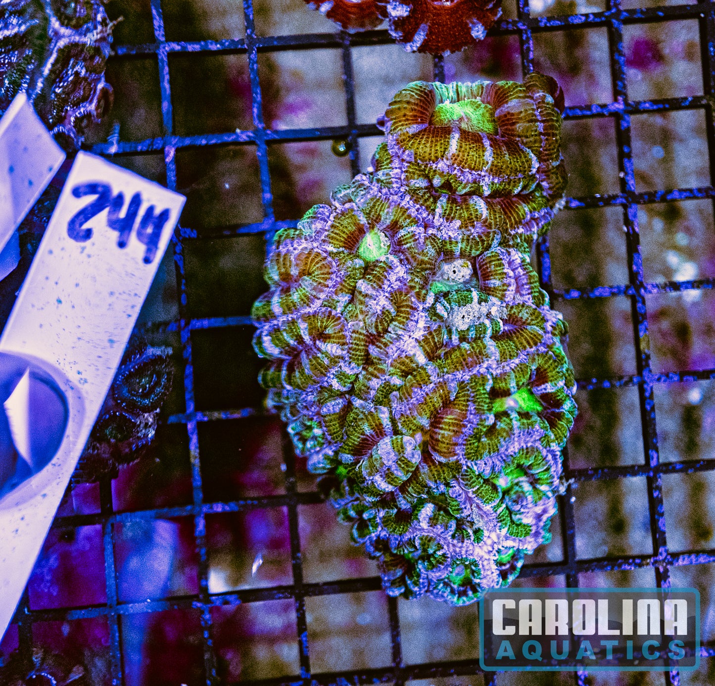 WYSIWYG 244 Acan