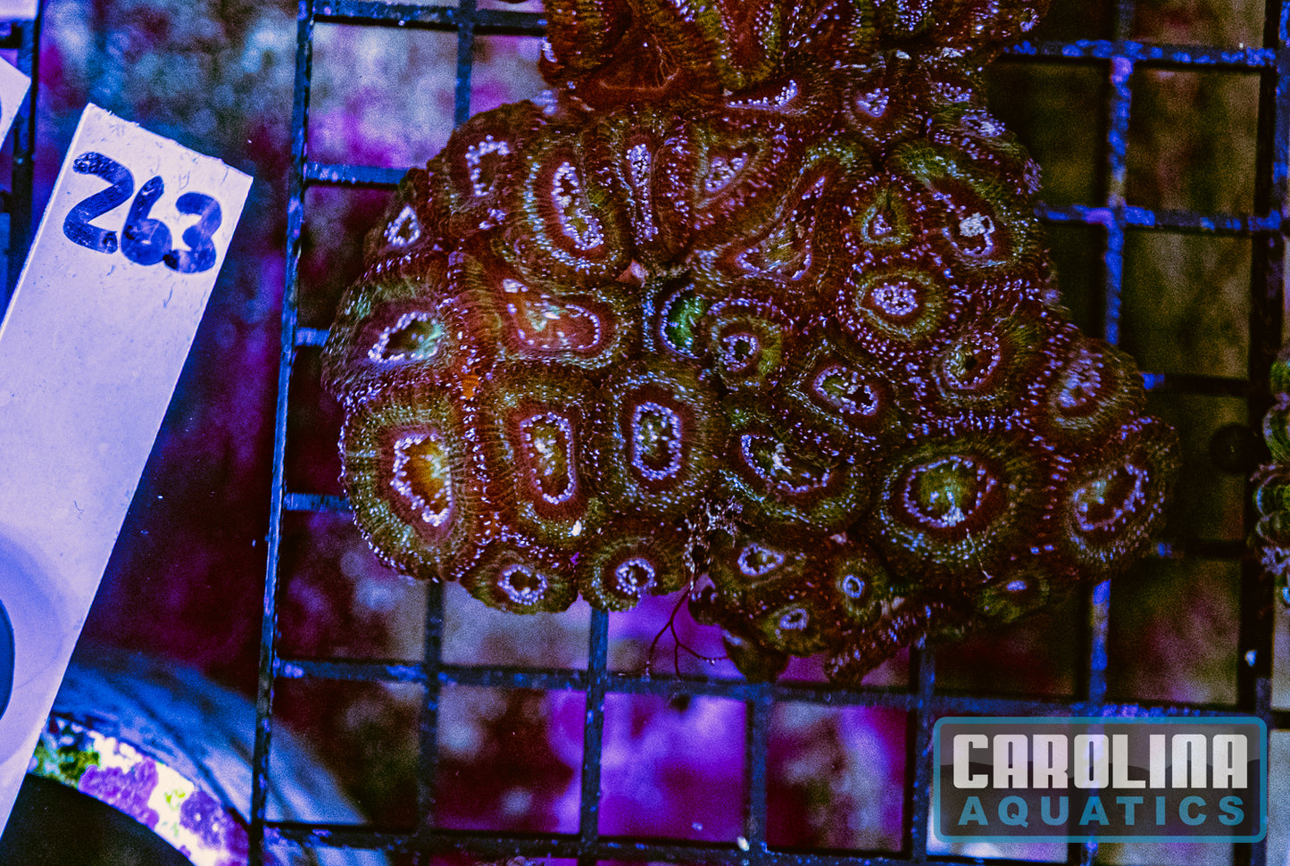 WYSIWYG 263 Acan