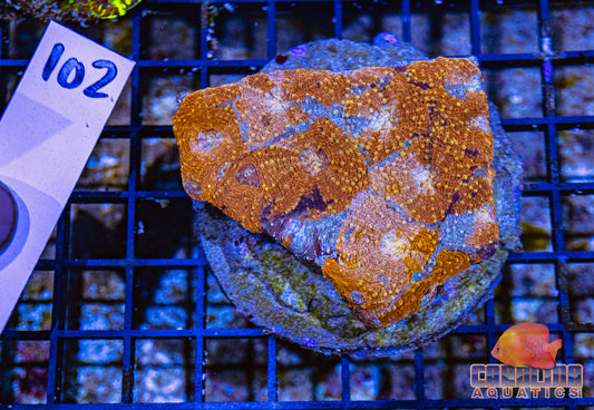 WYSIWYG 102 Acan Enchinata