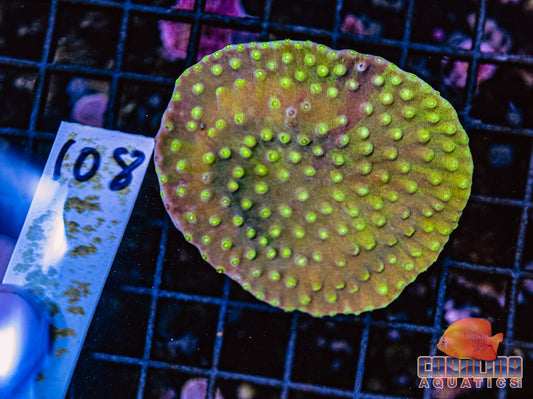WYSIWYG 108 Cup Coral
