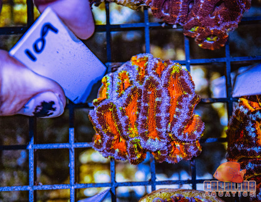 WYSIWYG 109 Acan