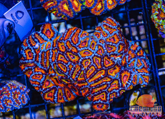 WYSIWYG 10 Acan