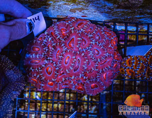 WYSIWYG 114 Acan