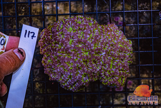 WYSIWYG 117 Acan