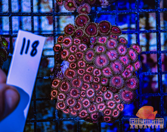 WYSIWYG 118 Zoa