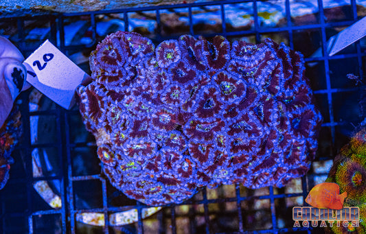 WYSIWYG 120 Acan