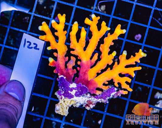 WYSIWYG 122 Lace Coral