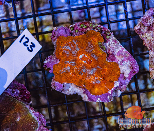 WYSIWYG 123 Rainbow Goniopora