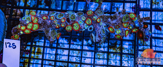WYSIWYG 125 Zoa
