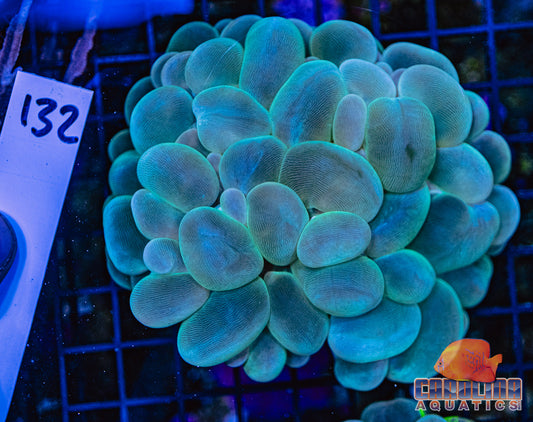WYSIWYG 132 Bubble Coral