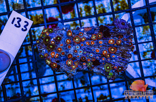 WYSIWYG 133 Zoa