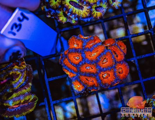 WYSIWYG 134 Acan