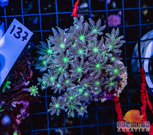 WYSIWYG 137 Glove Polyp