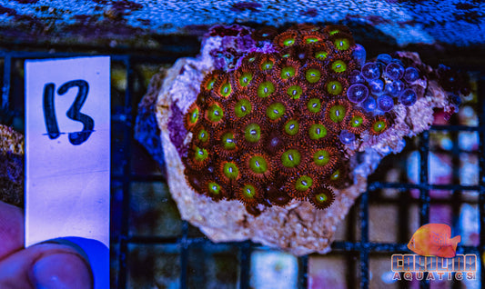 WYSIWYG 13 Zoa